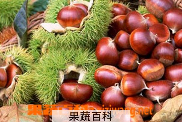 果蔬百科栗子不能和什么一起吃
