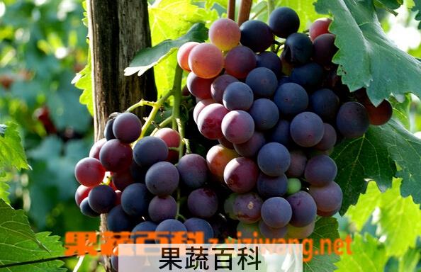 果蔬百科女性月经期间能吃葡萄吗