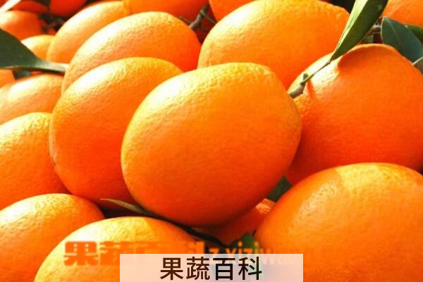 果蔬百科吃脐橙会上火吗