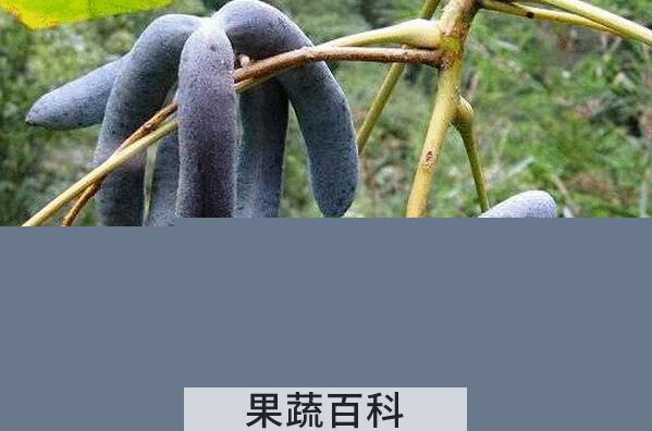 果蔬百科猫屎瓜