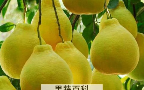 低糖份水果有哪些? 低糖水果种类