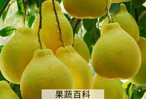 果蔬百科低糖水果有哪些