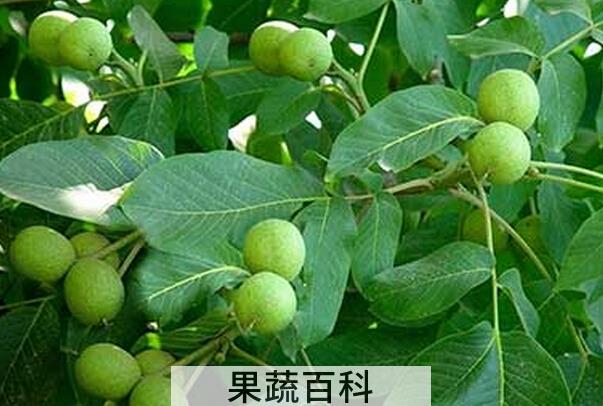果蔬百科青皮核桃怎么去皮
