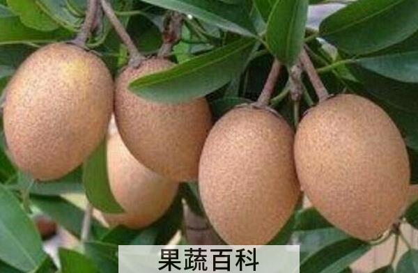 果蔬百科人心果的吃法技巧