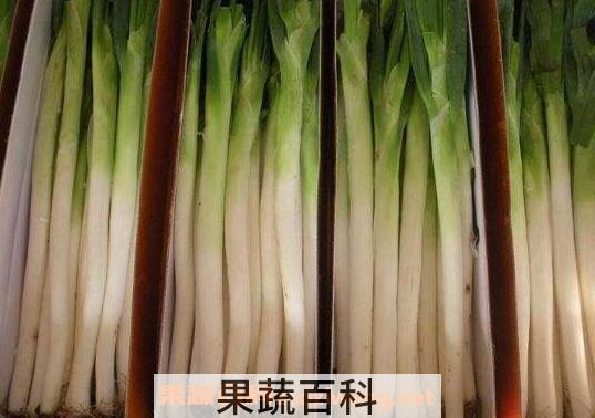 章丘大葱的用途 