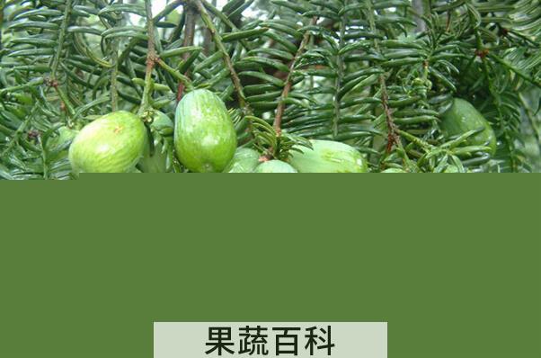 果蔬百科香榧怎么吃