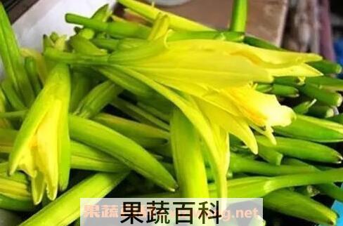 金针菜花的功效与作用