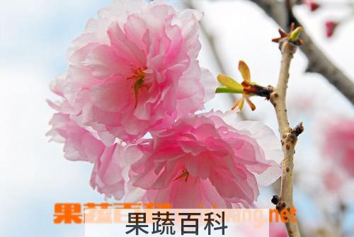 果蔬百科樱花和樱桃花的区别