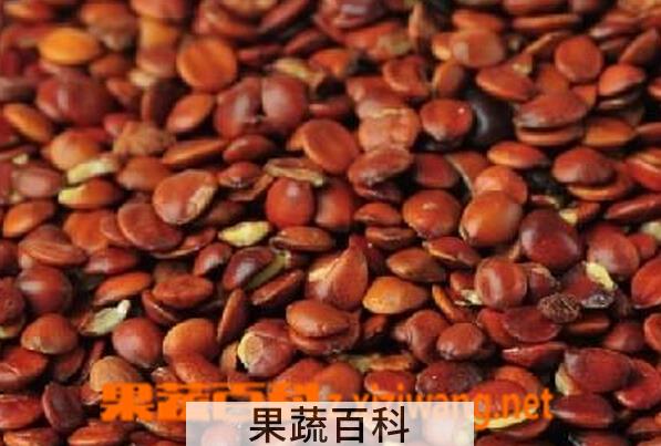 果蔬百科酸枣仁