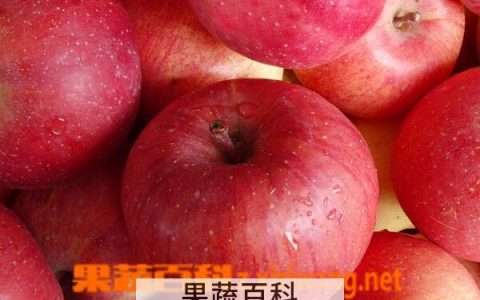 每天吃苹果的九大好处