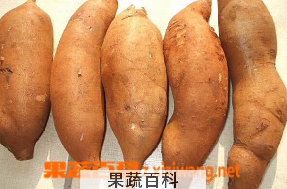 果蔬百科雪莲果