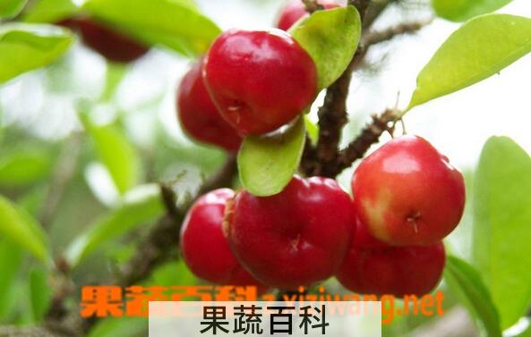 果蔬百科针叶樱桃