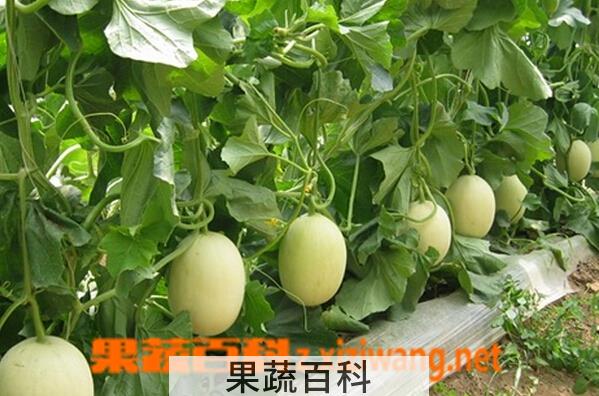 果蔬百科香瓜的病害及防治