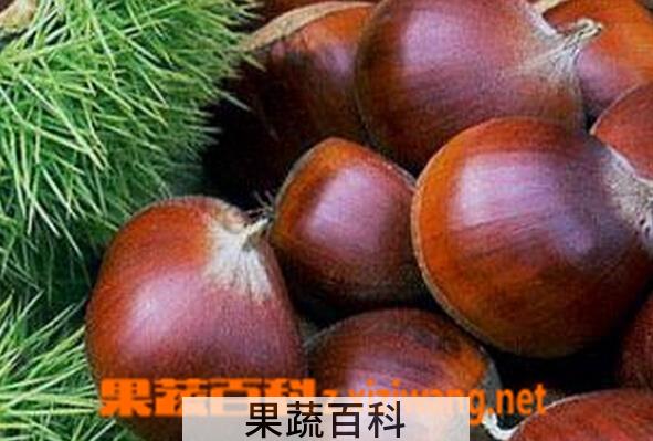 果蔬百科板栗不能和什么一起吃