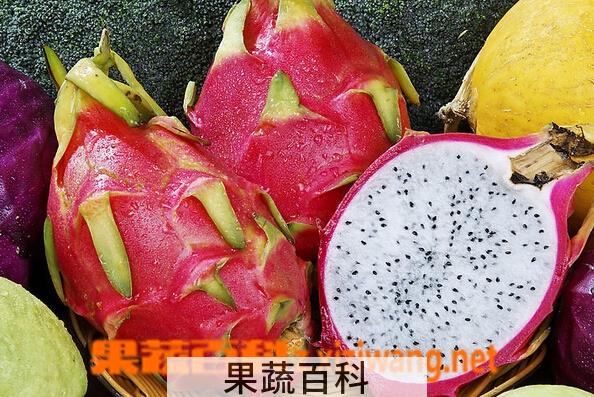 果蔬百科火龙果