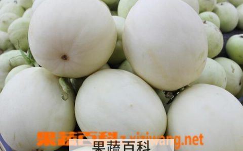 白香瓜百度百科 白香瓜是什么品种