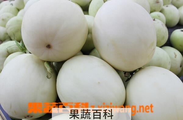 果蔬百科白香瓜