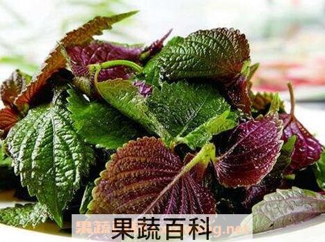 紫苏梗加姜功效与作用