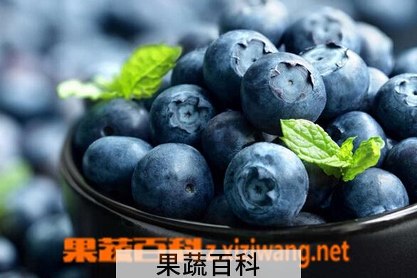 果蔬百科选购野生蓝莓的技巧