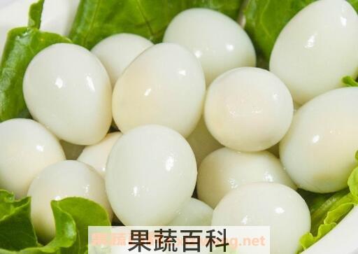 鹌鹑蛋的营养价值及功效