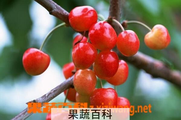 果蔬百科樱桃跟车厘子的区别