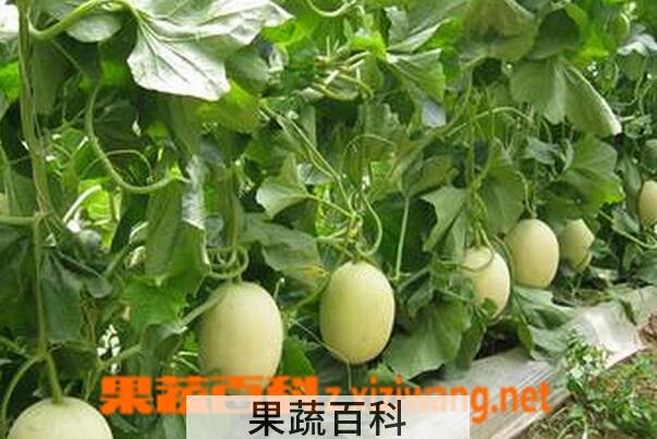 果蔬百科香瓜蒂