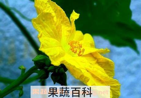 丝瓜花的功效与用法