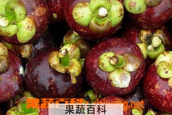 果蔬百科山竹的功效与禁忌