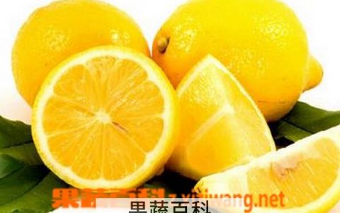 红枣柠檬水的功效与禁忌 菊花柠檬水的功效与禁忌