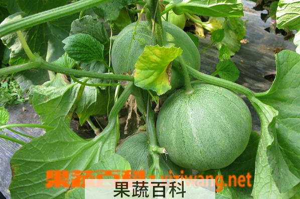 果蔬百科如何防治香瓜枯萎病