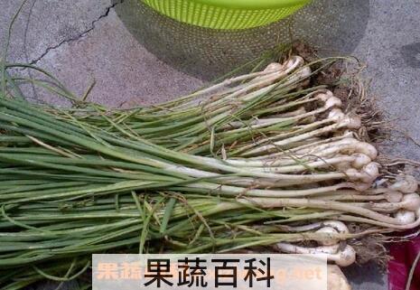中药野葱的功效与作用