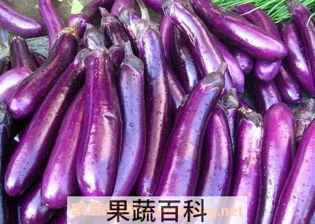 紫长茄的营养价值