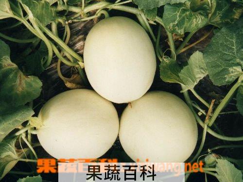 果蔬百科香瓜是热性还是凉性
