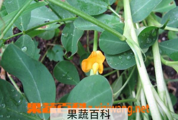 果蔬百科香瓜藤