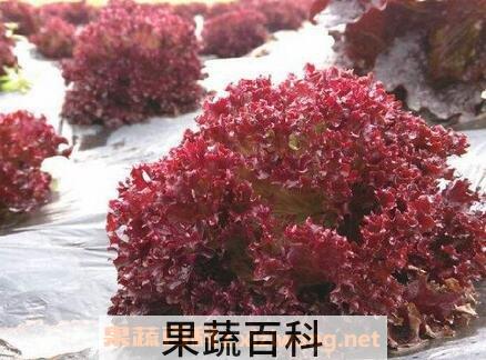 紫叶生菜营养价值是什么