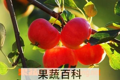 果蔬百科沙果的营养价值