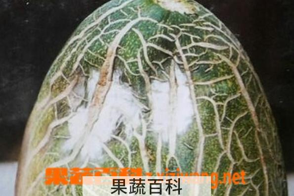 果蔬百科香瓜青枯病