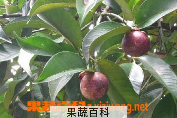 果蔬百科山竹