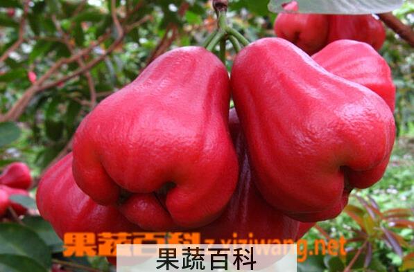 果蔬百科孕妇能不能吃莲雾