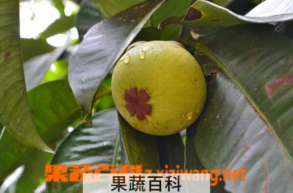 果蔬百科山竹的种植繁育
