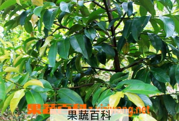 果蔬百科山竹草