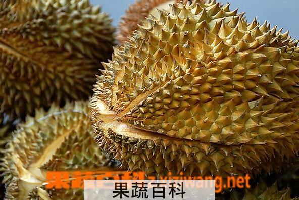果蔬百科生榴莲怎么吃