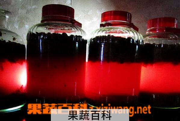 果蔬百科红提子酒的酿制方法