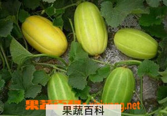 果蔬百科香瓜皮