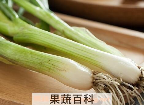 葱和蒜的区别