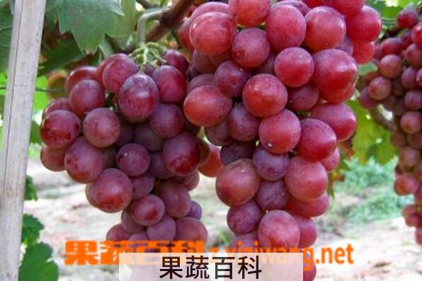 果蔬百科国产红提