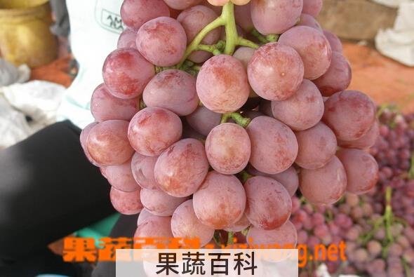 果蔬百科红提