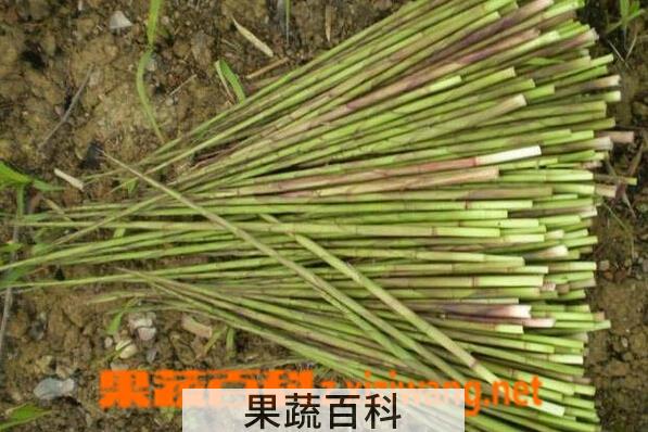 果蔬百科如何种植山竹