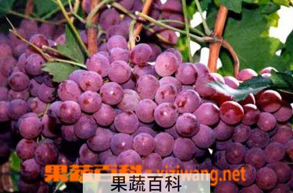 果蔬百科宾川红提前期病害防治