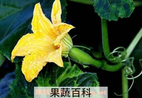 南瓜花的功效与作用
